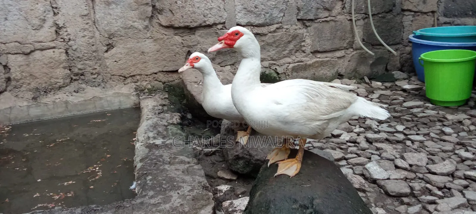 Muscovy Ducks