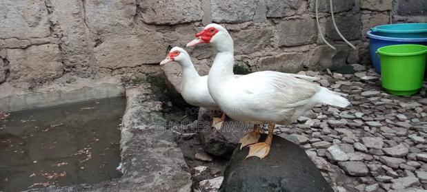 Muscovy Ducks - main view
