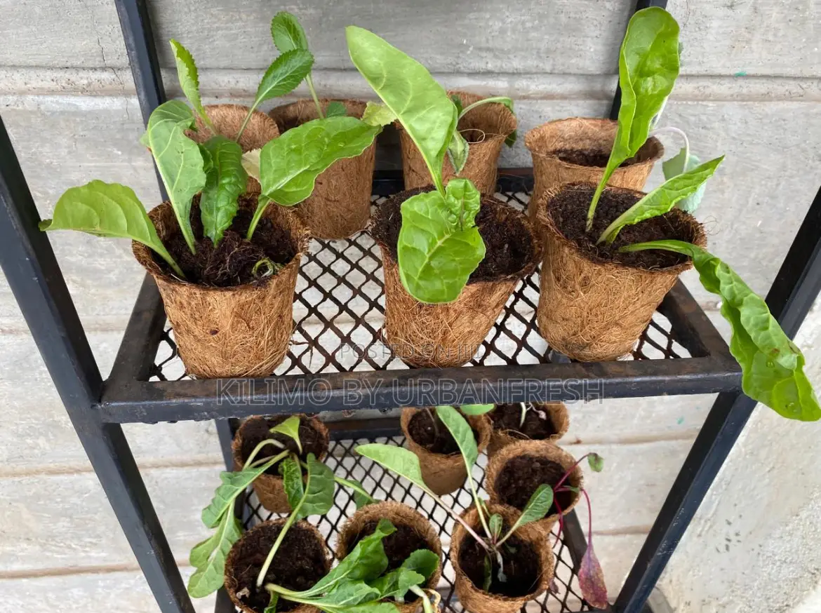 Coconut Biodegradable Starter Pots. 10 Units.