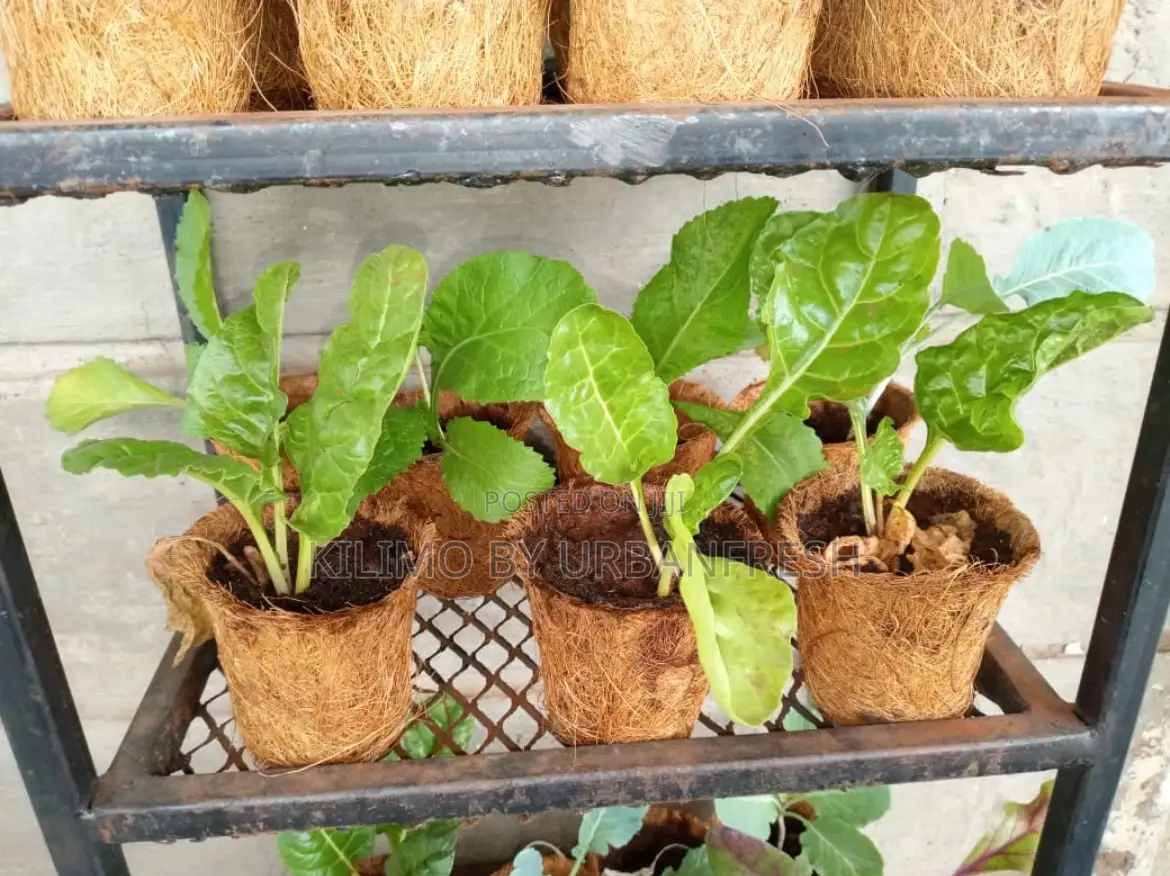 Coconut Biodegradable Starter Pots. 10 Units.