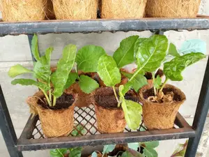 Coconut Biodegradable Starter Pots. 10 Units.