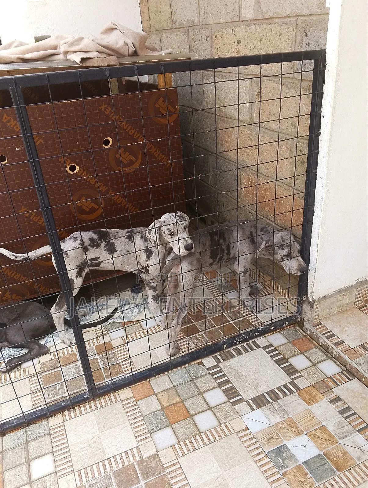 1-3 months Male Purebred Great Dane