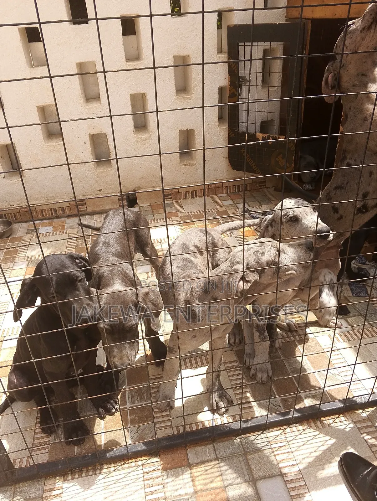 1-3 months Female Purebred Great Dane