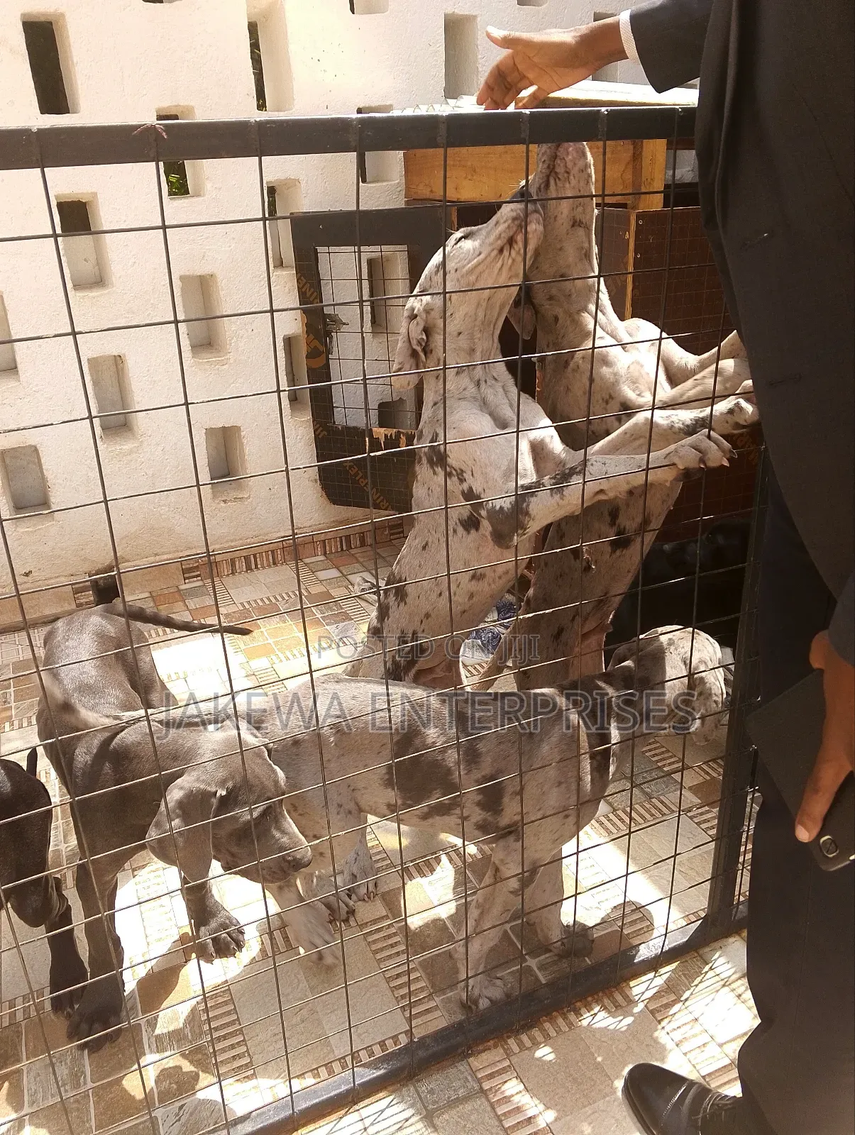 3-6 months Female Purebred Great Dane