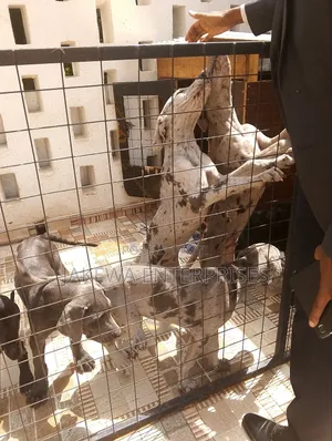 3-6 months Female Purebred Great Dane