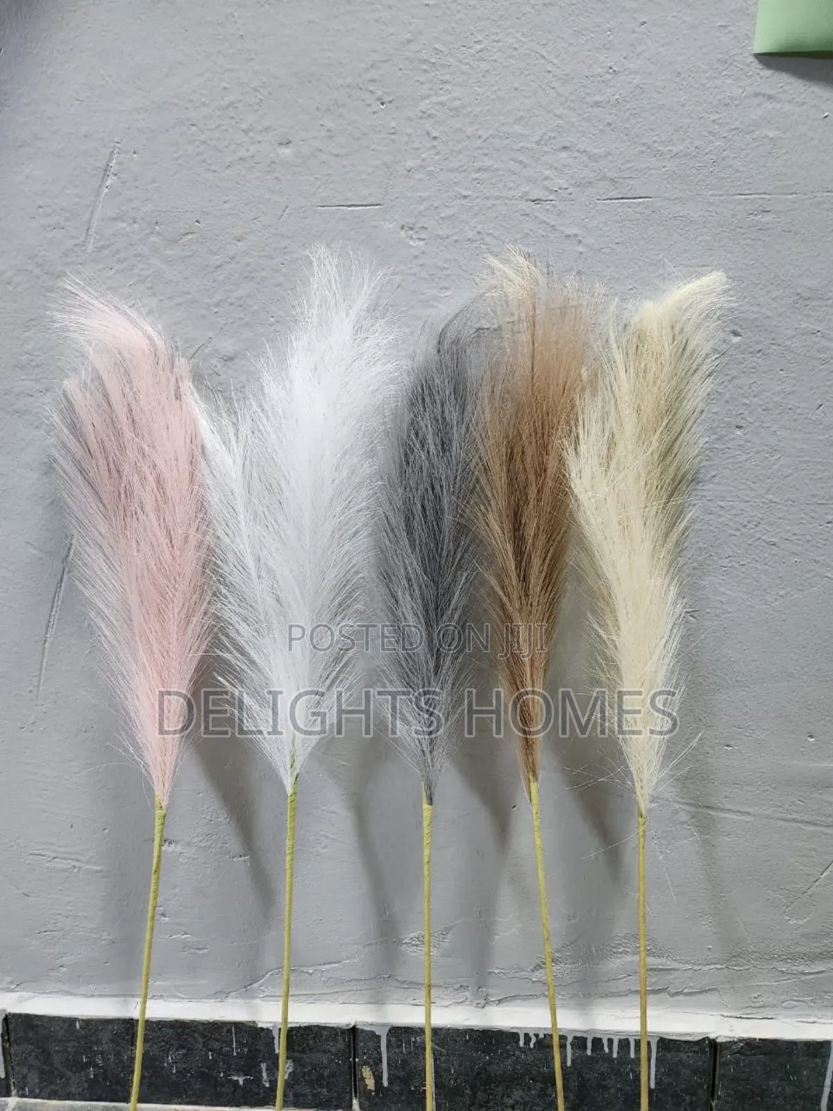 Pampas Grass_za