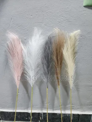 Pampas Grass_za