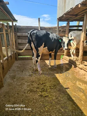 Pedigree Incalf Heifers With Sexed Semen