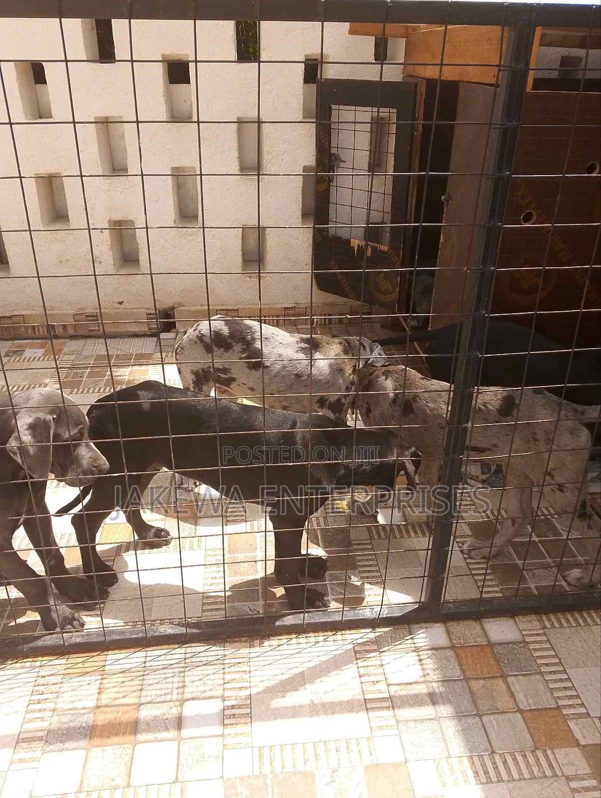 1-3 months Male Purebred Great Dane