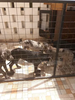 1-3 months Male Purebred Great Dane
