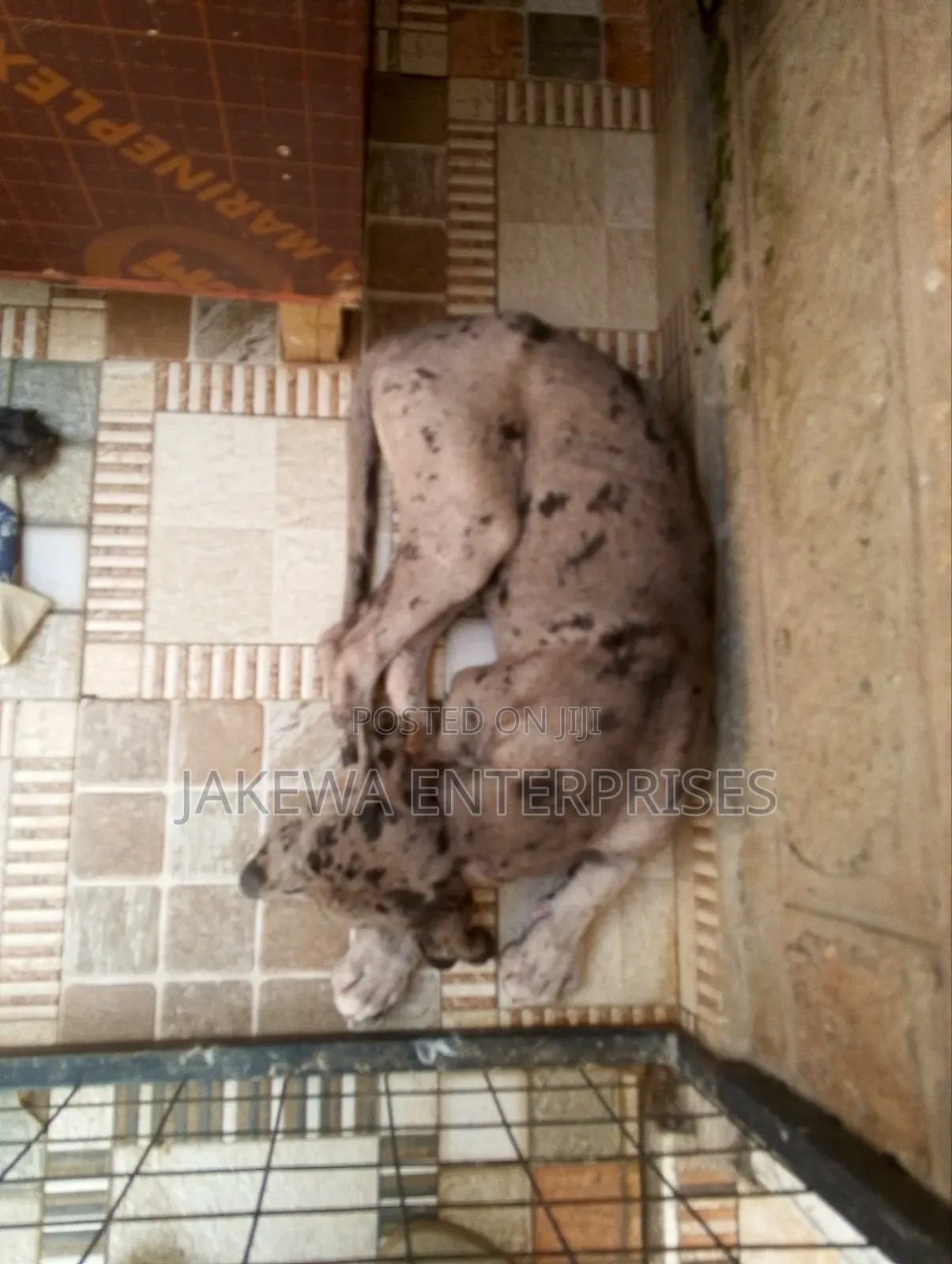 1-3 months Male Purebred Great Dane