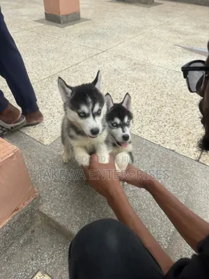 1-3 months Female Purebred Siberian Husky