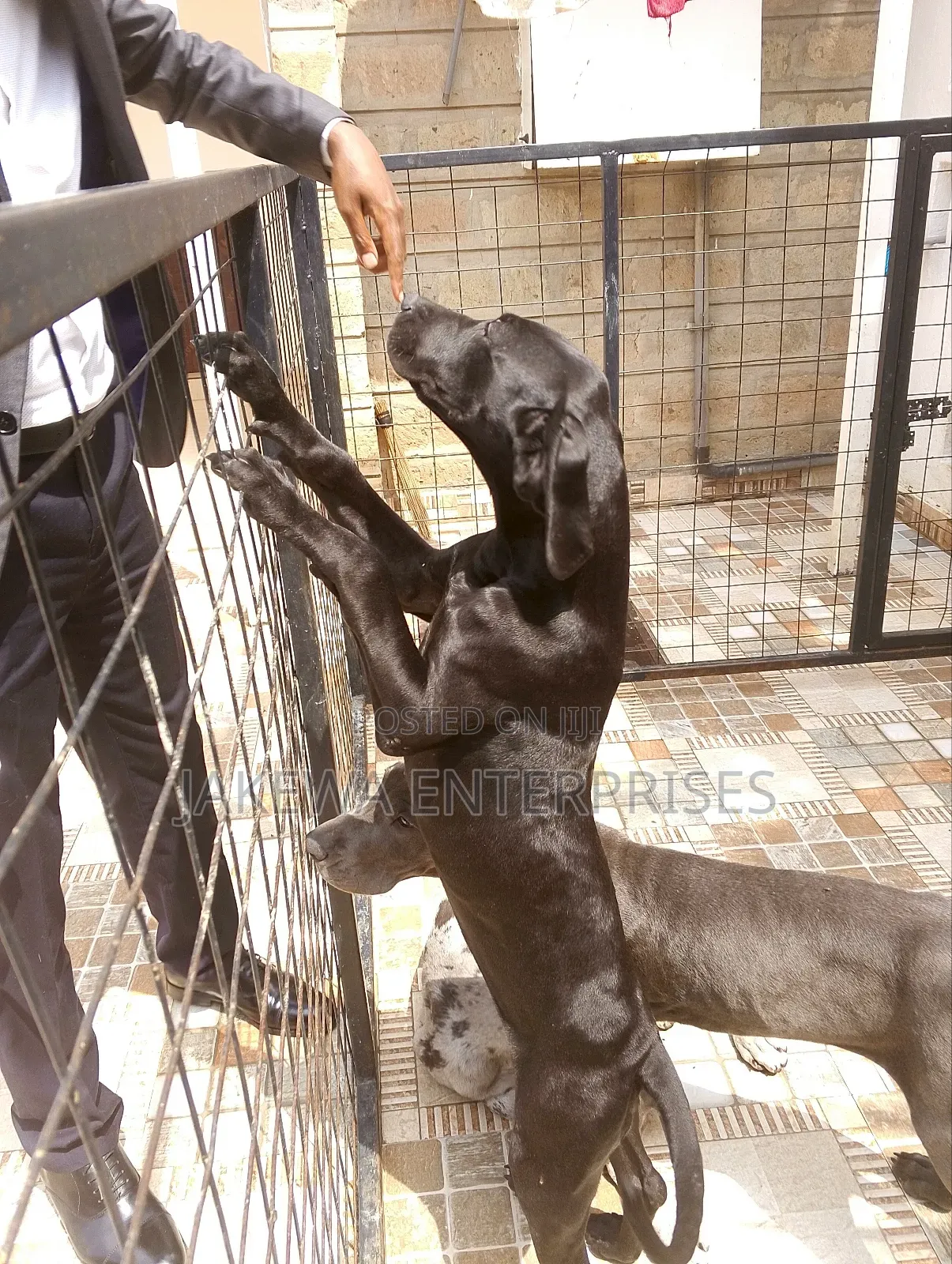 1-3 months Male Purebred Great Dane