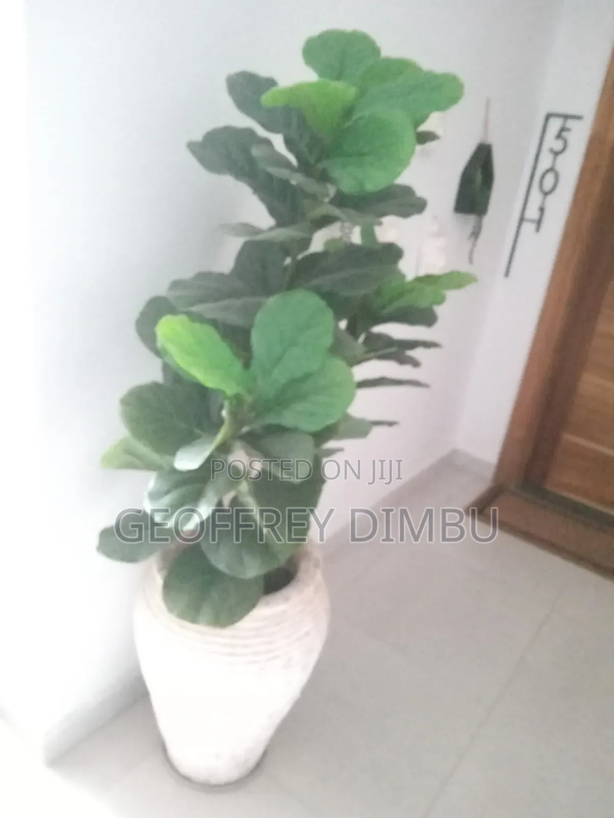 Indoor Plant Care Gardener