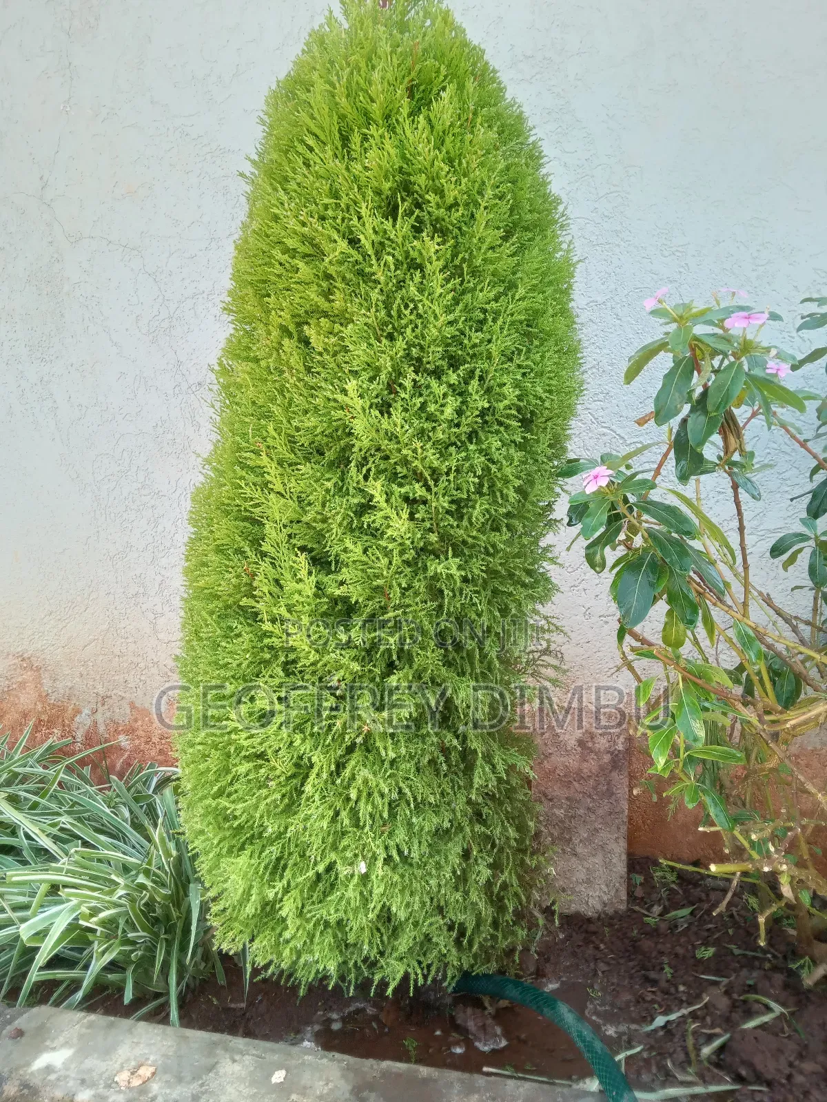 Indoor Plant Care Gardener