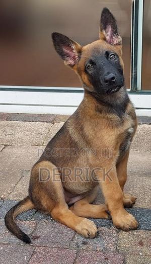 3-6 months Male Purebred Belgian Malinois - thumbnail 2