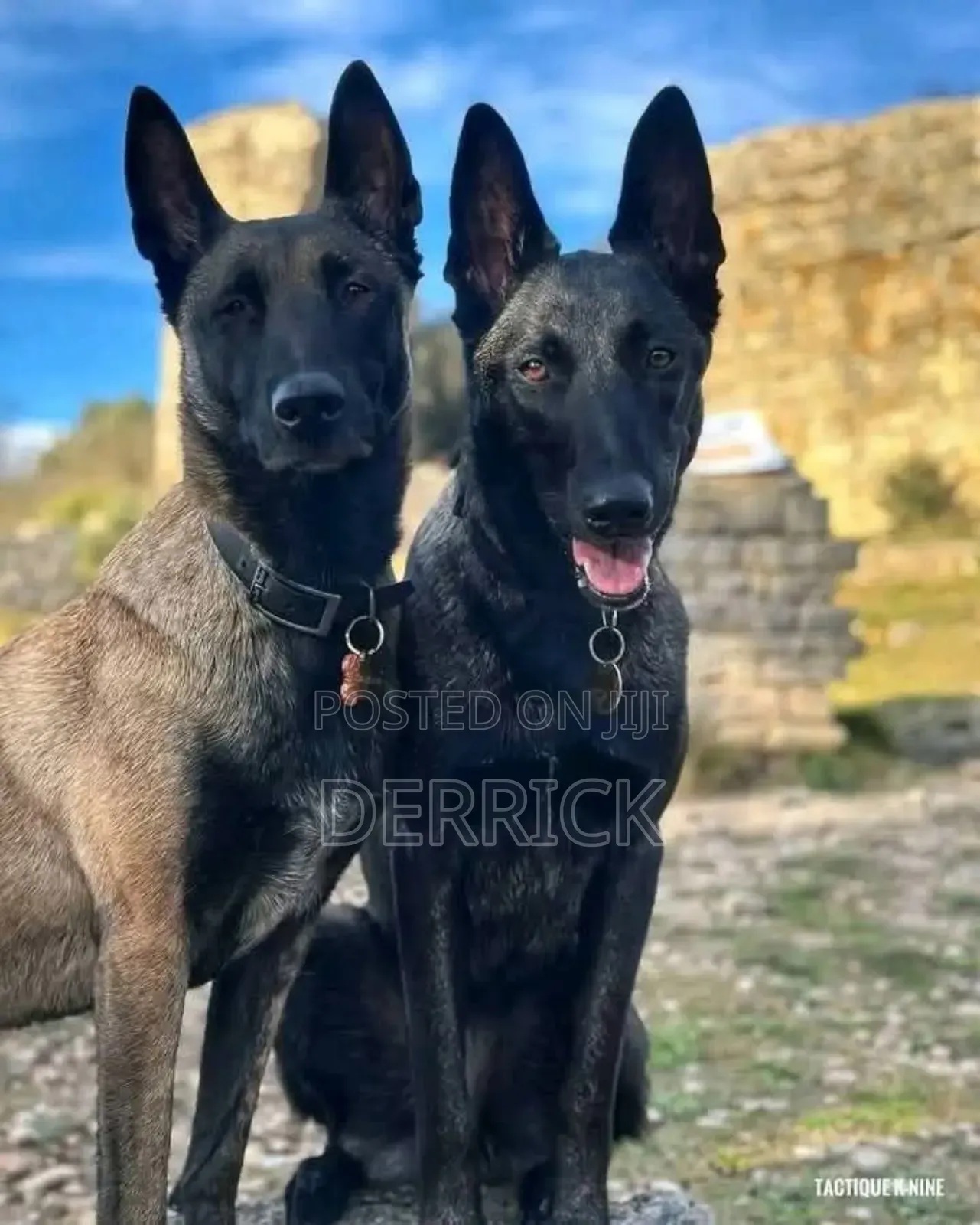 3-6 months Male Purebred Belgian Malinois