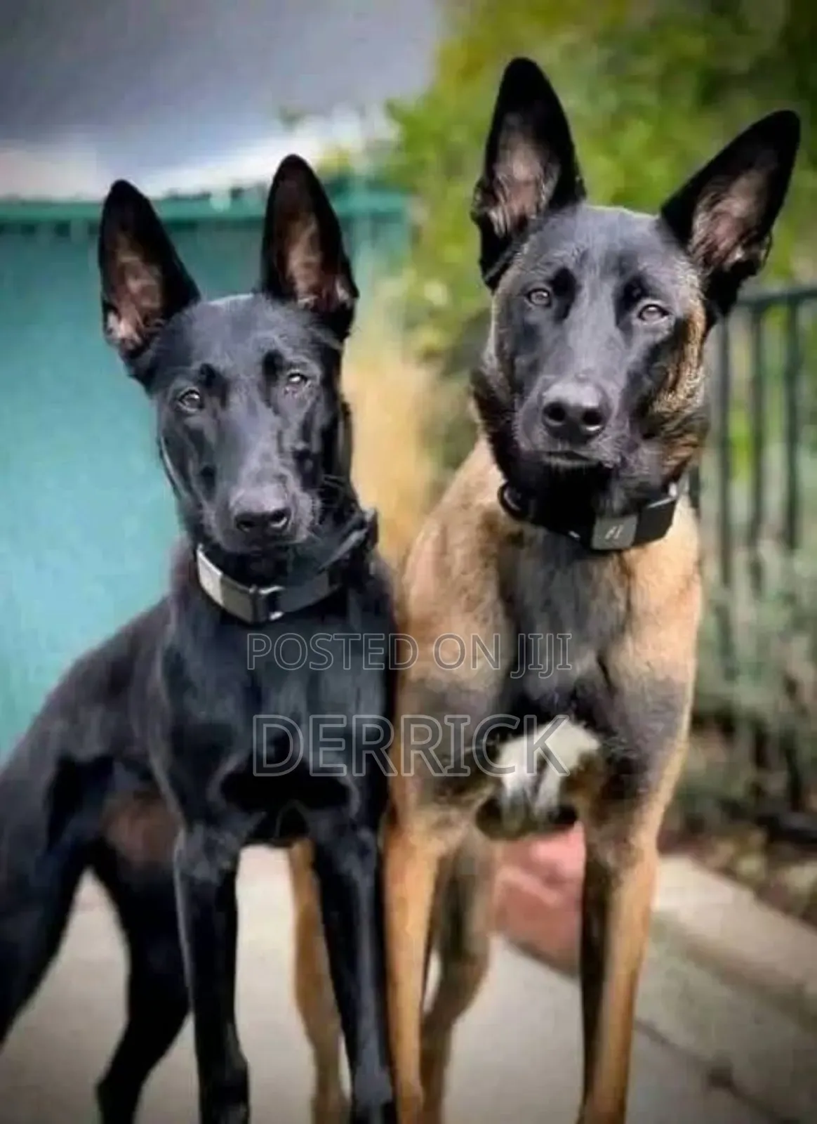 3-6 months Male Purebred Belgian Malinois
