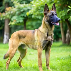 3-6 months Male Purebred Belgian Malinois