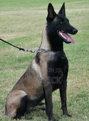 3-6 months Male Purebred Belgian Malinois