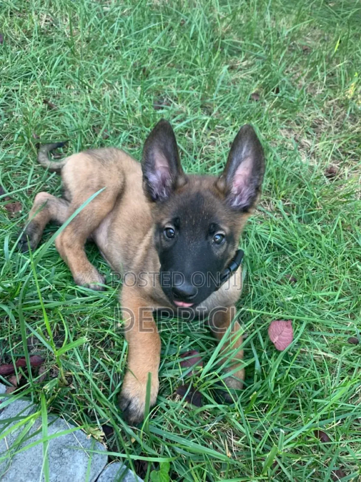 3-6 months Male Purebred Belgian Malinois