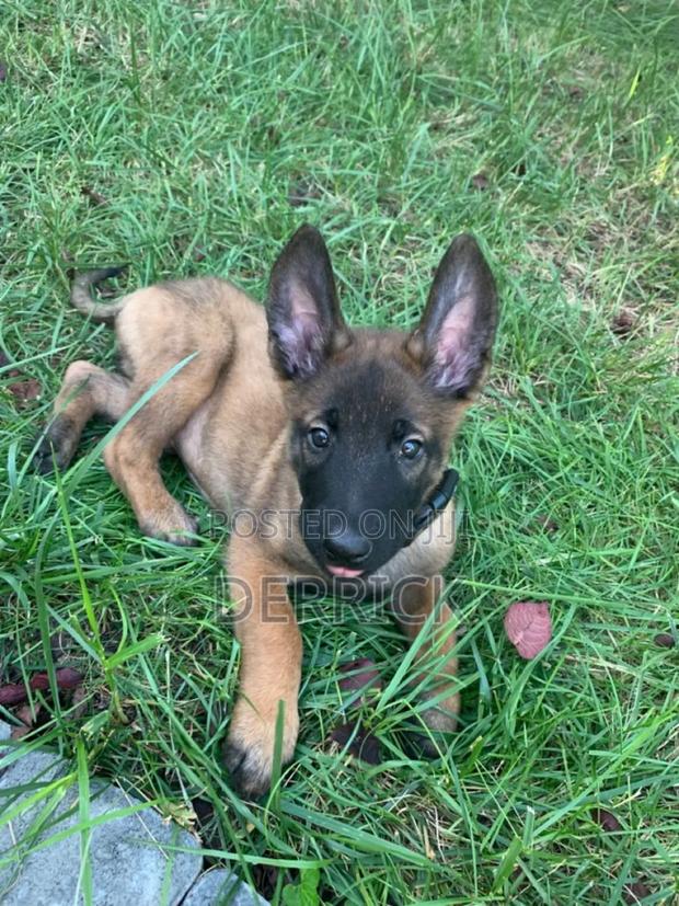 3-6 months Male Purebred Belgian Malinois - thumbnail 7