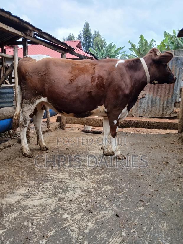 Ayshire Heifer. - main view