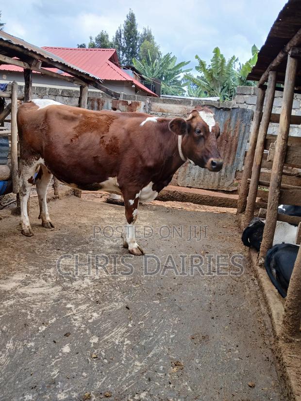 Ayshire Heifer. - thumbnail 3