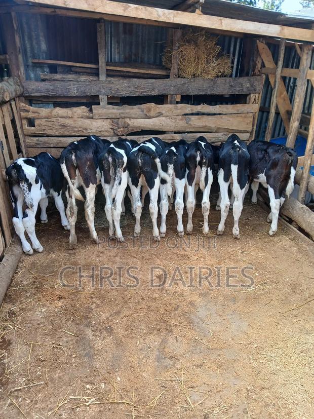 Pedigree Calves. 3rd Gen. - main view