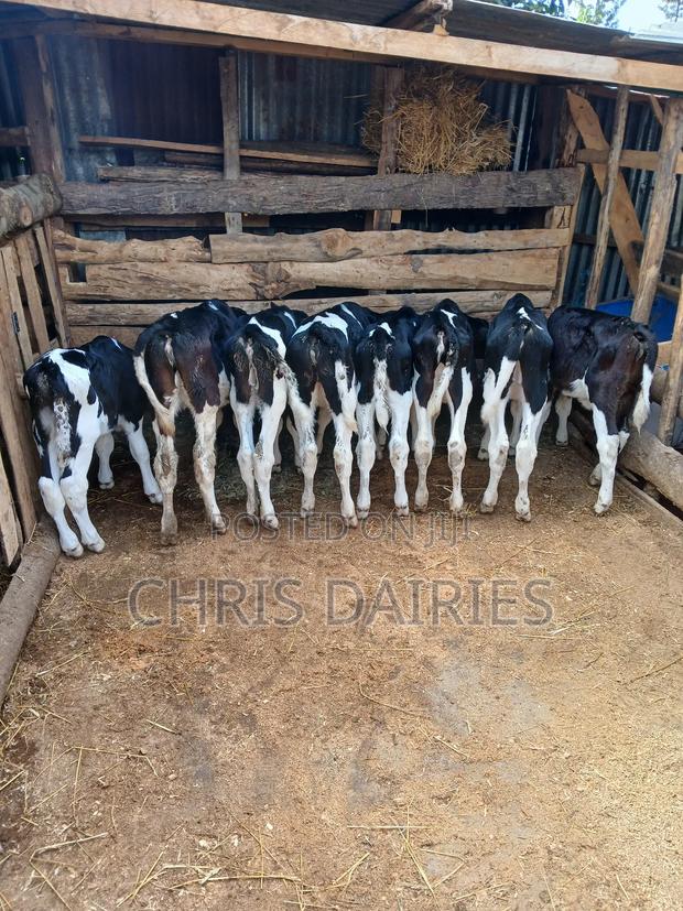 Pedigree Calves. 3rd Gen. - thumbnail 2