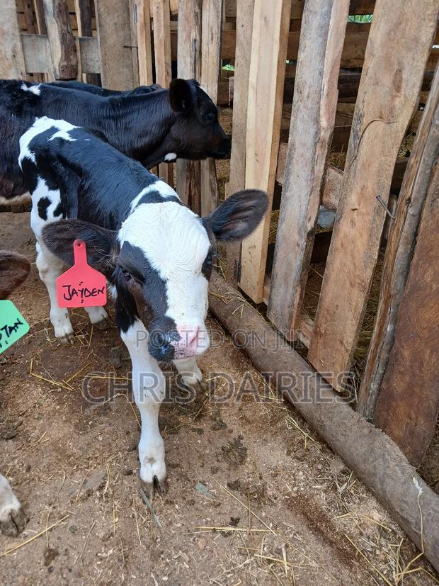 Pedigree Calves. 3rd Gen. - thumbnail 3