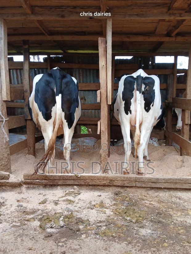Pedigree Incalf Heifers. - main view