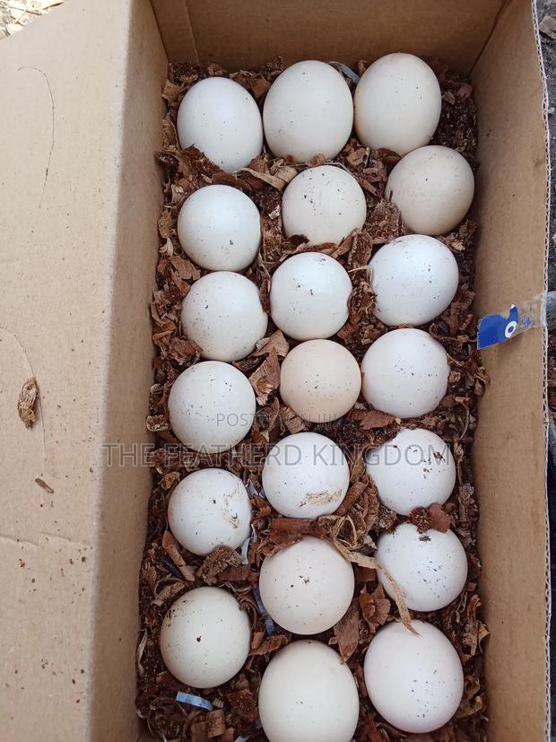 Kienyeji Eggs - thumbnail 3
