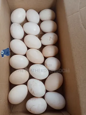 Kienyeji Eggs