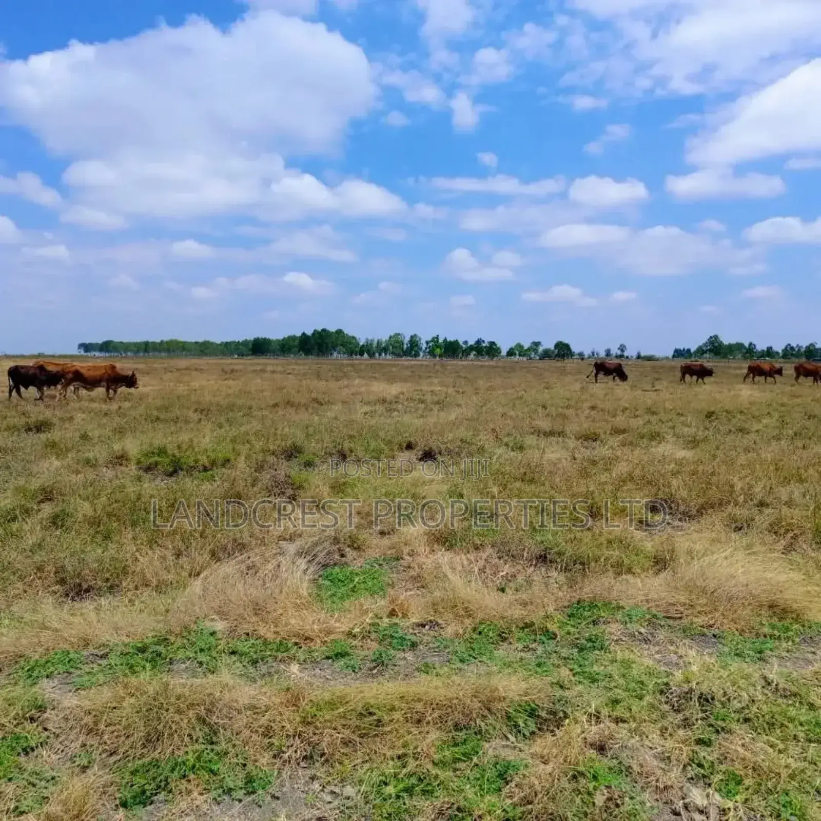 50*100 Land for Sale in Birika Town