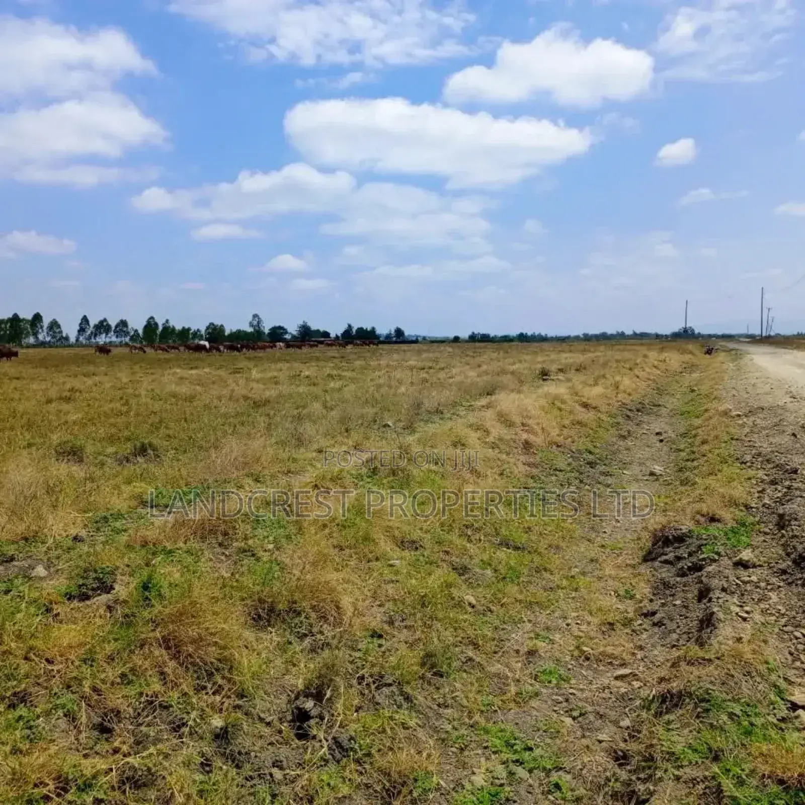 50*100 Land for Sale in Birika Town