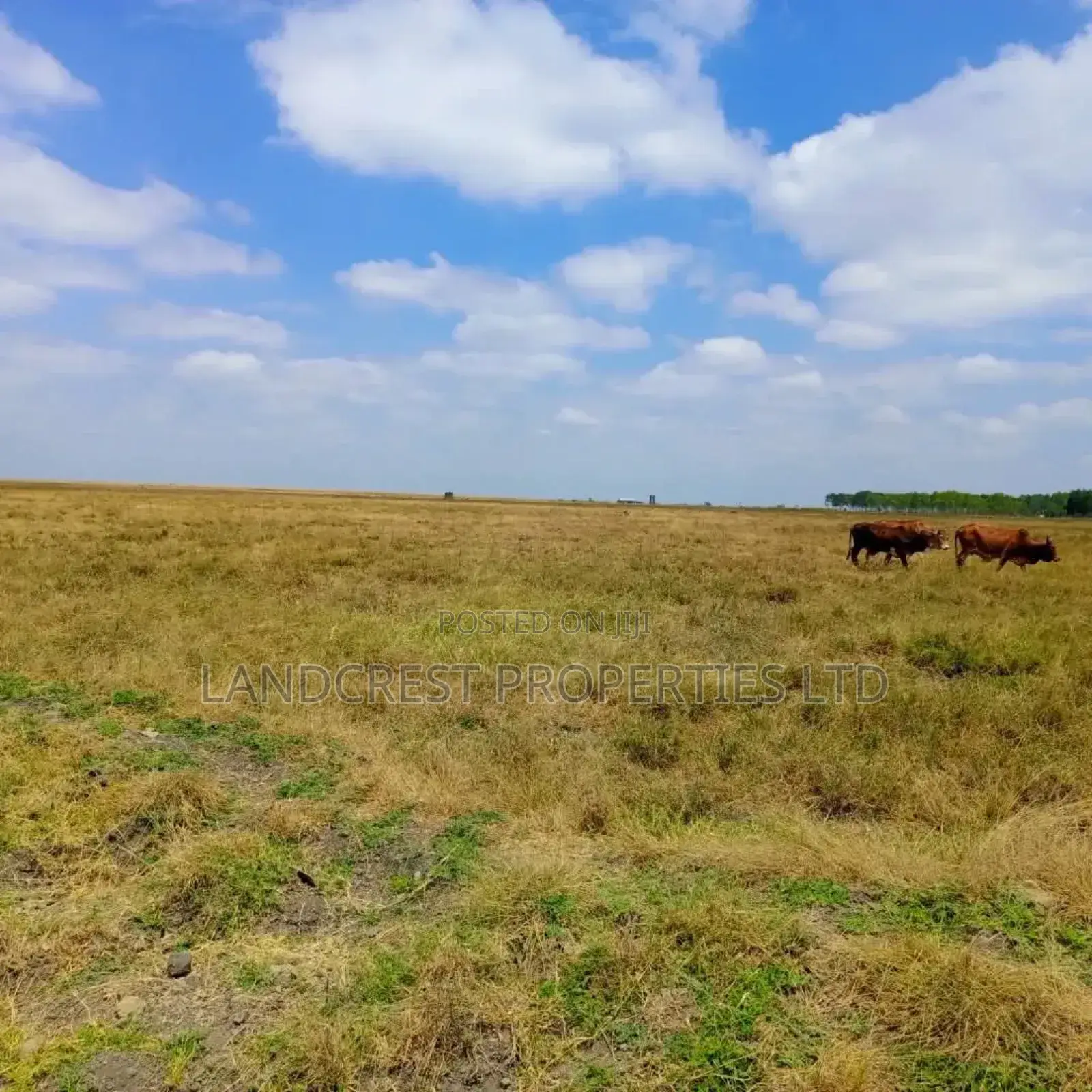 50*100 Land for Sale in Birika Town