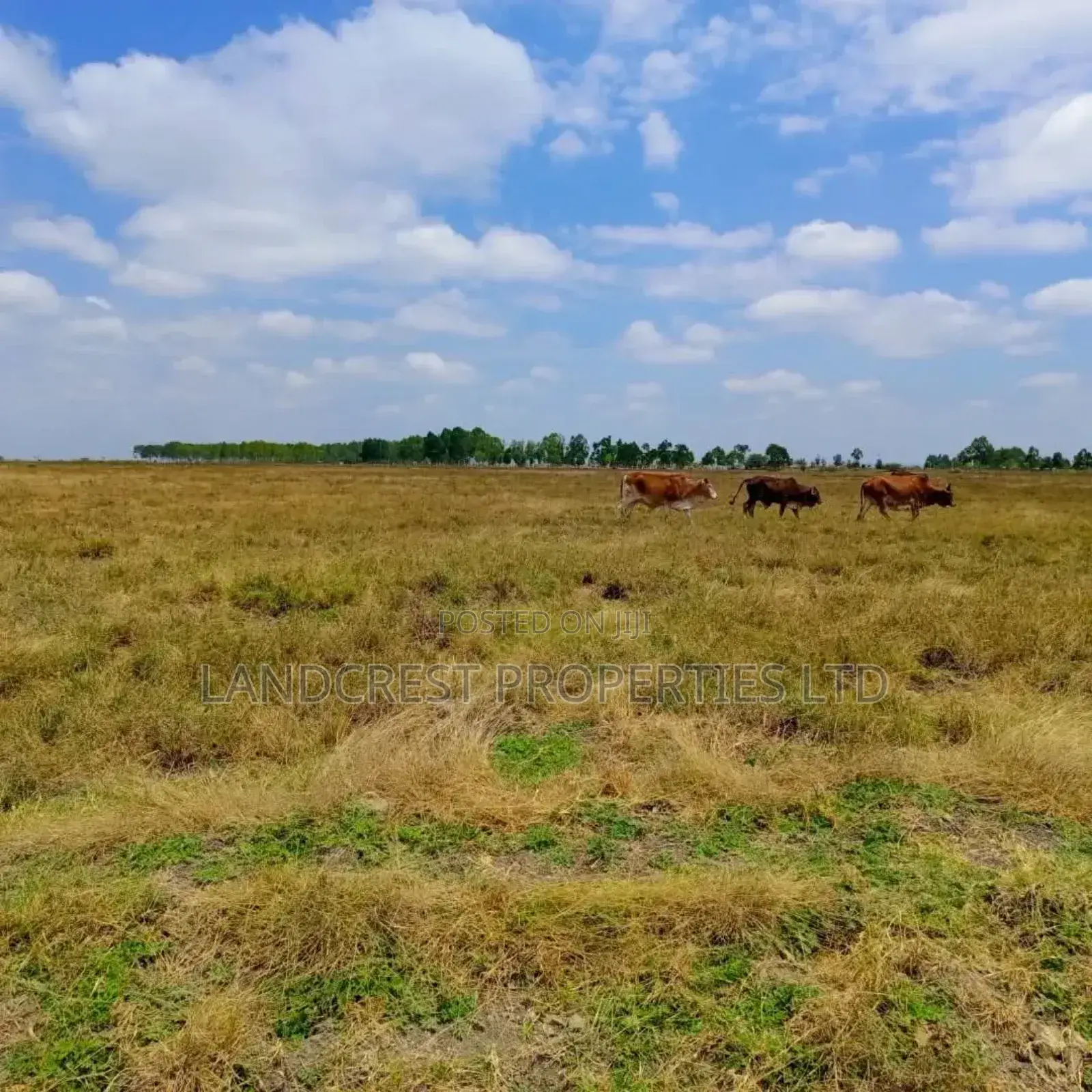 50*100 Land for Sale in Birika Town
