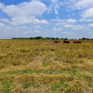 50*100 Land for Sale in Birika Town