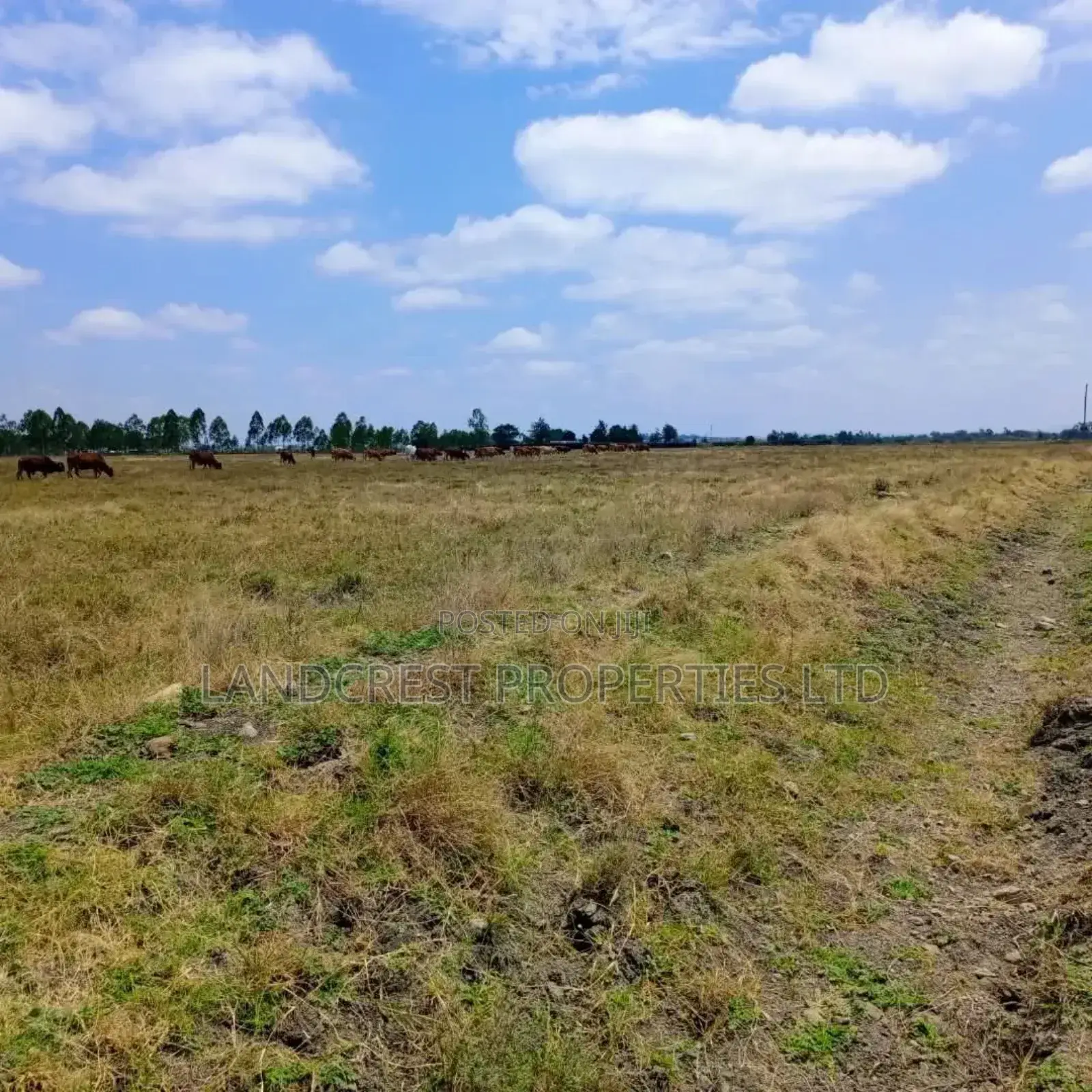 50*100 Land for Sale in Birika Town