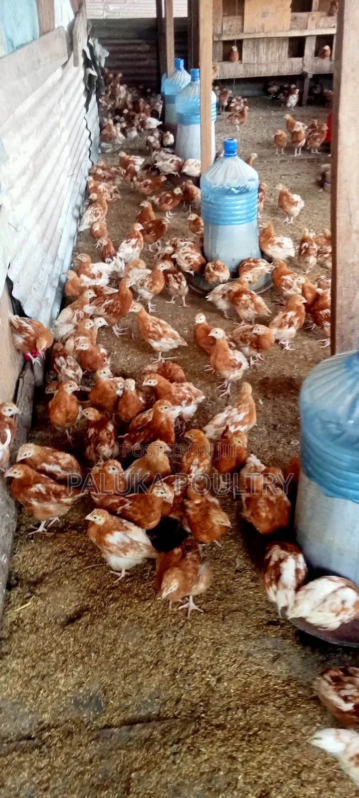 Commercial Layers Chicks
