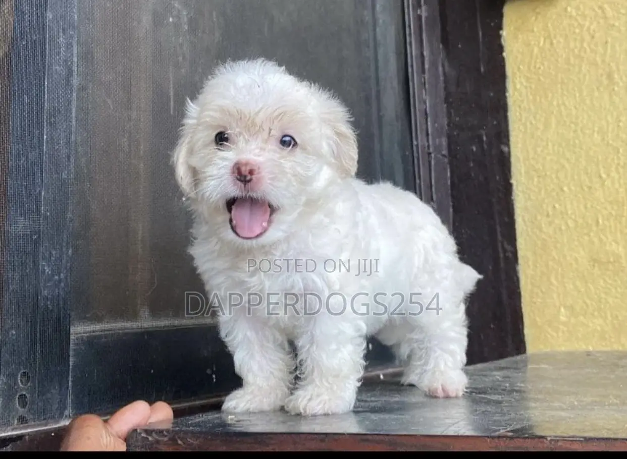 1-3 months Female Purebred Havanese