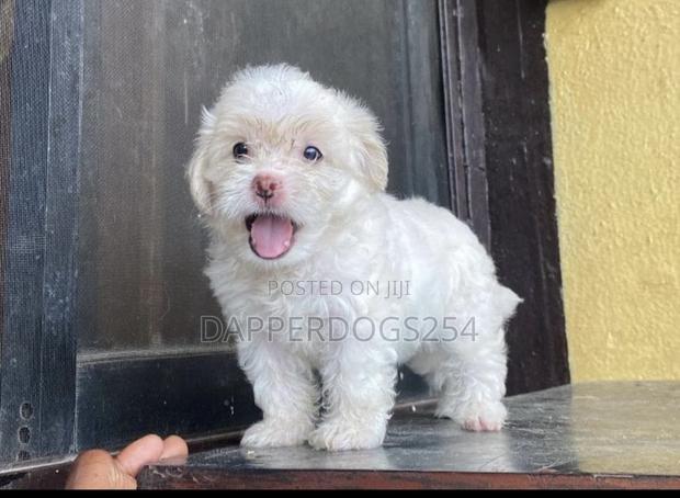 1-3 months Female Purebred Havanese