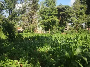 100x100 Plot in Gitaru Kikuyu Kiambu County.