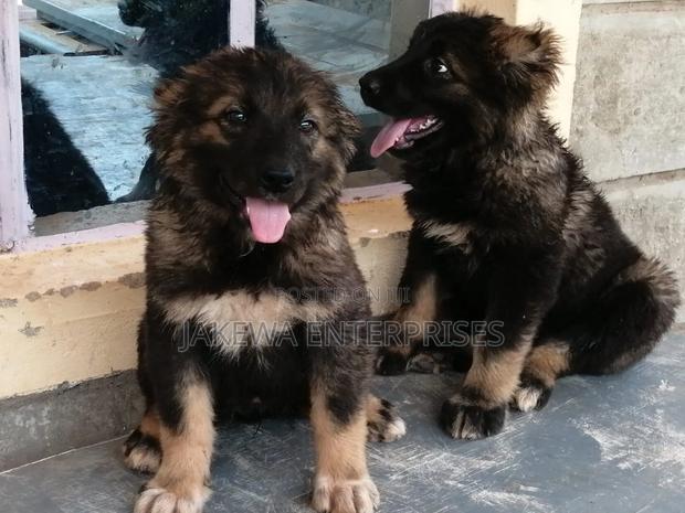 1-3 months Male Purebred Caucasian Shepherd