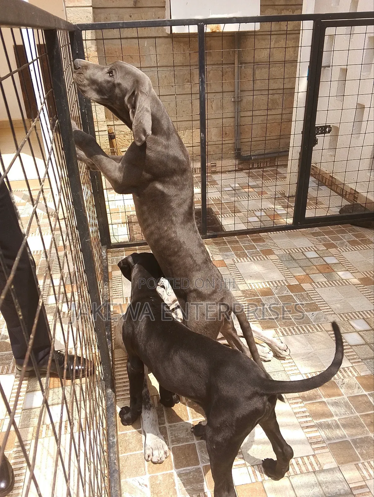 1-3 months Male Purebred Great Dane