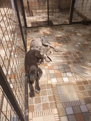 1-3 months Male Purebred Great Dane