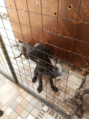 1-3 months Male Purebred Great Dane