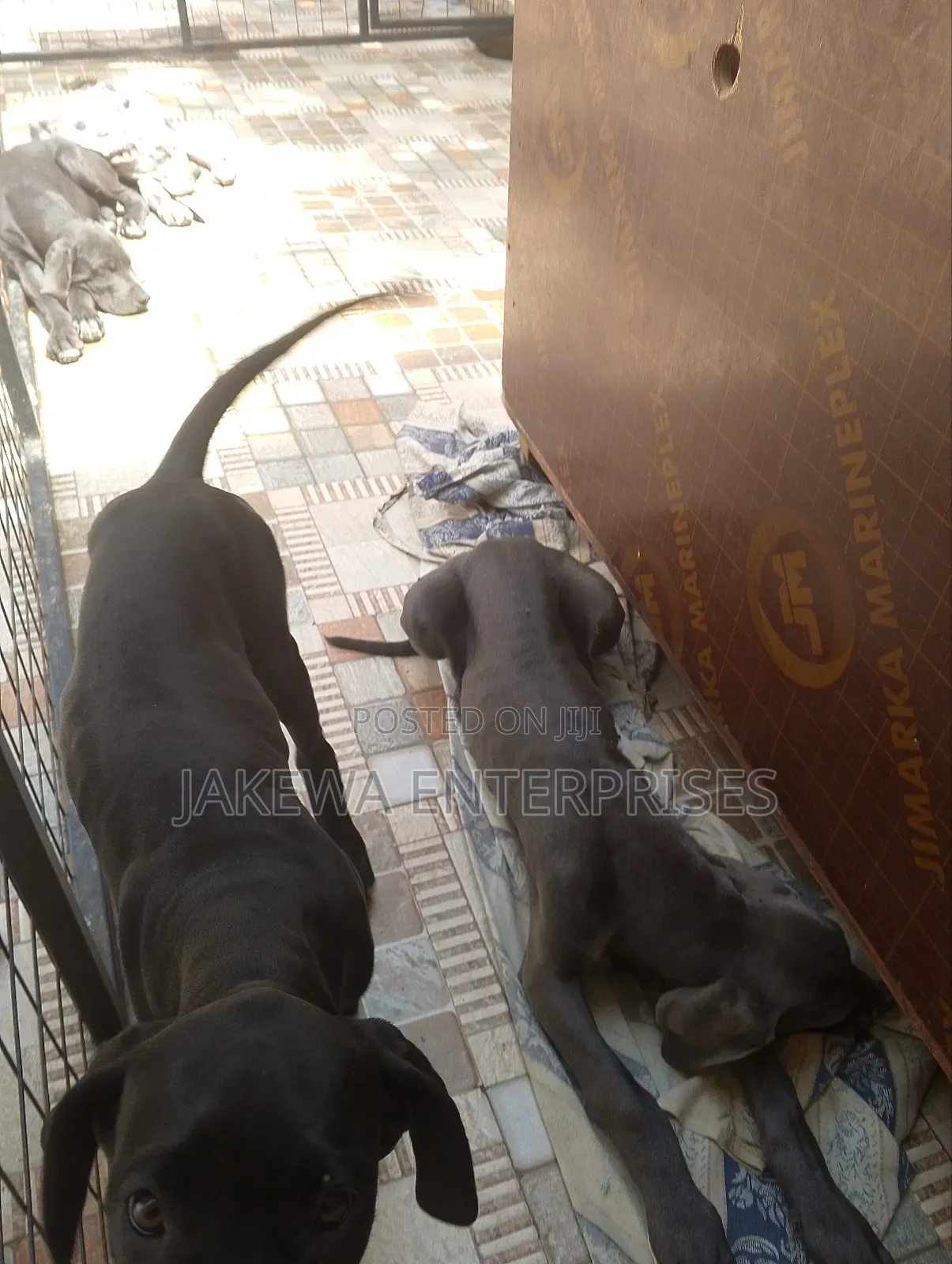 1-3 months Female Purebred Great Dane