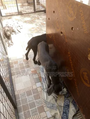 1-3 months Female Purebred Great Dane